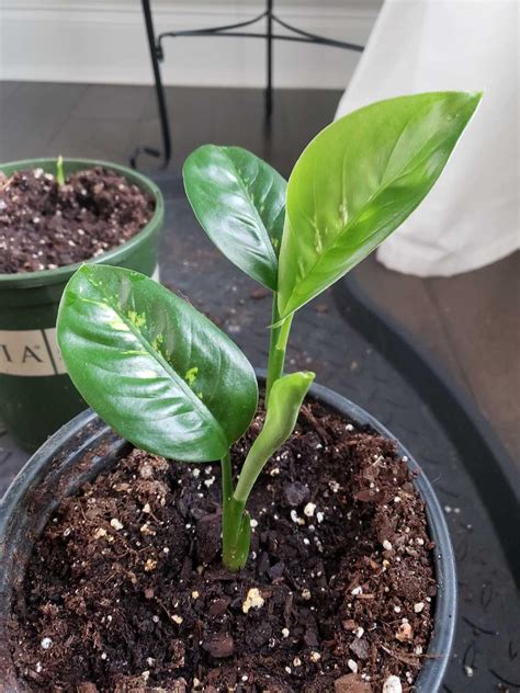 Find more Dieffenbachia (first Pic Only) for sale at up to 90% off