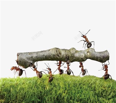 蚂蚁的力量也是无穷的png图片免费下载-素材7SSkaekWj-新图网