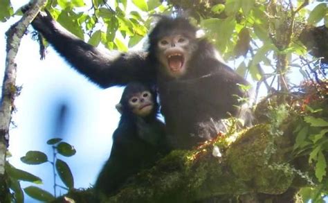怒江金丝猴种群数量超过149只 - 云视觉 - 云南日报网