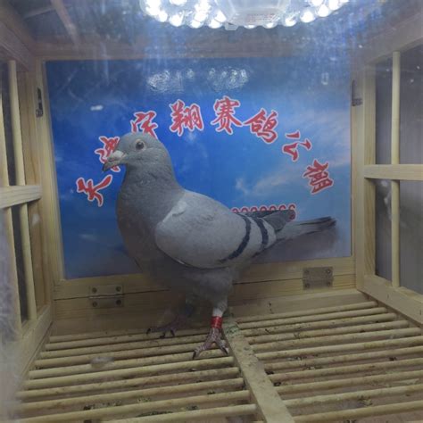 甘肃三峡国际赛鸽公棚5月10日幼鸽入棚照【不断更新中…】－甘肃三峡国际赛鸽公棚