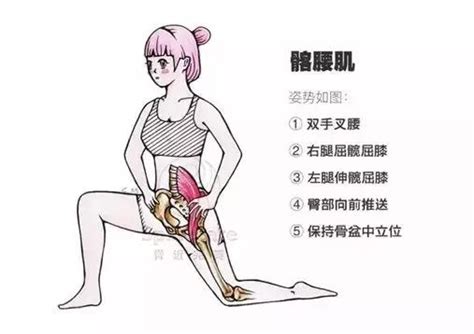 髂腰肌位置图片