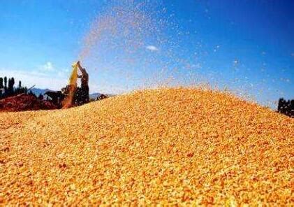 今天最新玉米价格行情-今日玉米价格表-玉米多少钱一斤 - 畜小牧养殖网