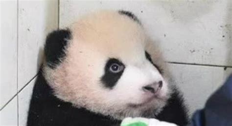 城事 _ “性感国宝、在线叉腰”，上海野生动物园这只大熊猫火了