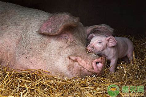 小猪养殖技巧，怎样给母猪分娩_农科新闻网