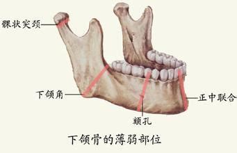 下颚在哪个位置图图片 下颚在哪个位置图图片