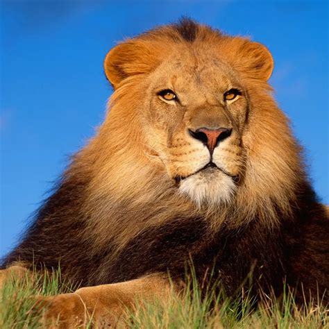 狮子百科-狮子天敌|图片-排行榜123网