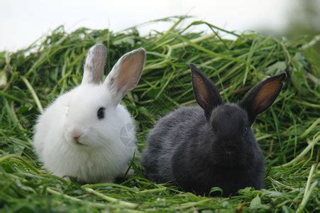 【丹丽绘本馆】《黑兔和白兔》_归原
