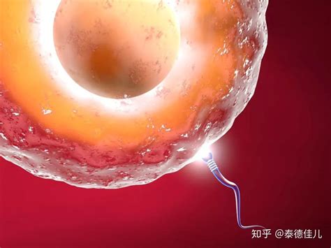 3D动画揭：精子与卵子结合的过程 原来是这样的