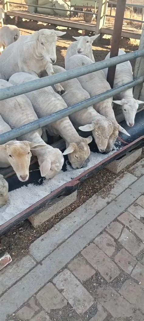 羊肉批发山东东营市羊肉价格_肉交所