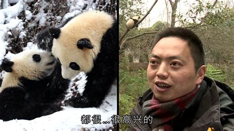 为什么大熊猫有“国宝”之称 | 冷饭网