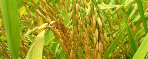 水稻种子高清图片下载-正版图片501604243-摄图网