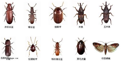 床上有很小很小的虫子是什么虫（家里床上常见的虫子） - 生活 - 布条百科