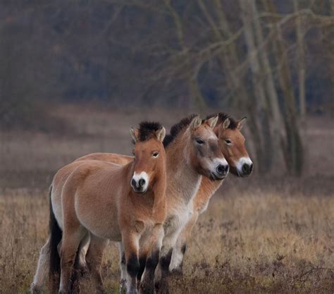 马繁殖，马的自然繁育方法及注意事项|admin_人人点