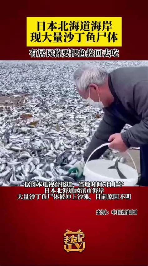 日本北海道海岸现大量沙丁鱼尸体|尸体|日本|鱼_新浪新闻