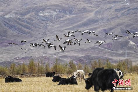 青藏高原野生动物园发布一组雪豹公主“写真照”[组图] _ 图片中国_中国网