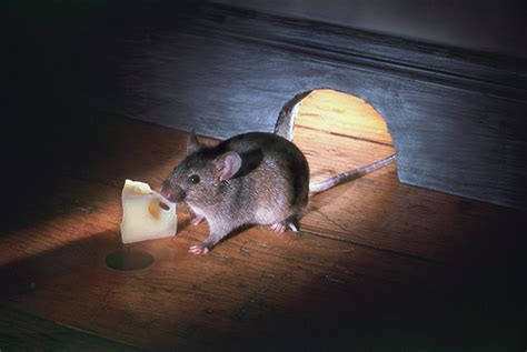老鼠生活习性及如何灭鼠_老鼠-虫虫战队