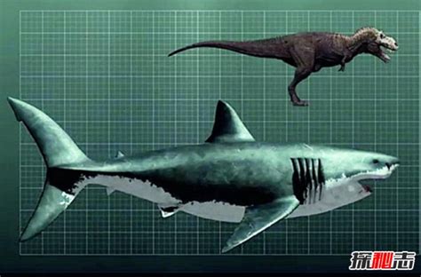 远古海洋超强霸主 巨齿鲨的天敌是谁（顶级掠食者）_探秘志