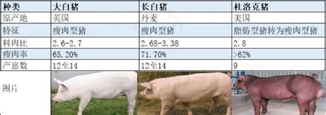 你知道中国自有的猪品种吗？中国地方猪种介绍
