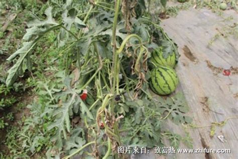 西瓜一般在几月份种植，一亩地大概需要多少株？ - 农业种植网