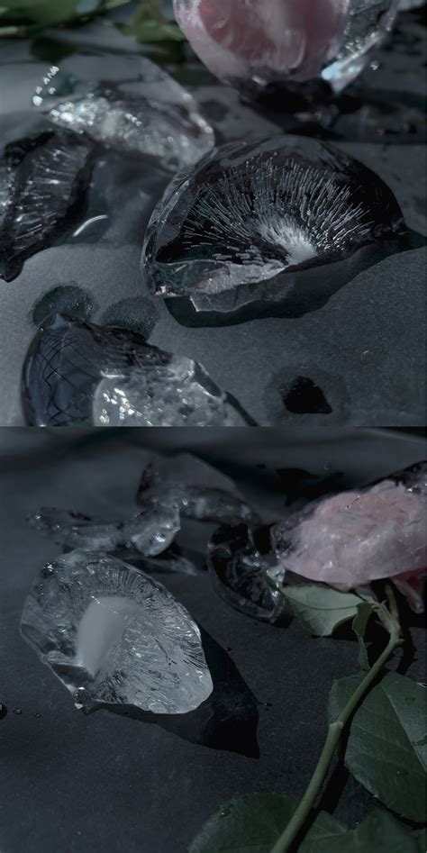 冰玫瑰|摄影|静物|PenPA - 原创作品 - 站酷 (ZCOOL)
