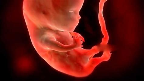 3D动画科普演示胚胎发育全过程 感慨每一个生命诞生的神奇