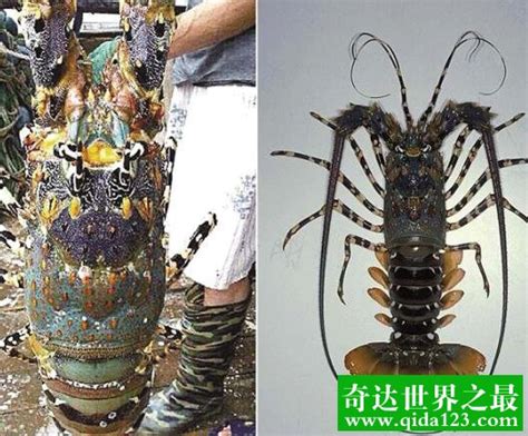 世界上最大的龙虾，波士顿龙虾(长1.1米/重40斤)(2) — 奇达世界之最