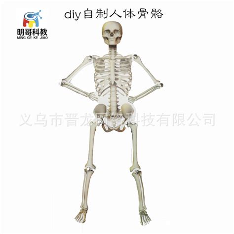 人体骨骼拼装模型1号简易结构识别拼装模型玩具关节可活动教具-阿里巴巴