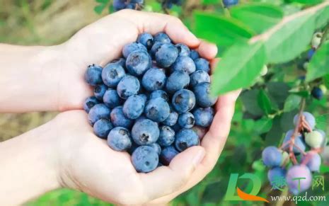 蓝莓哪些人不能吃-蓝莓的禁忌人群介绍-六六健康网