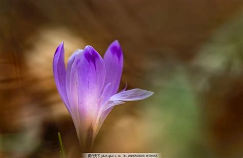 一朵紫色花的图片_花草_生物世界-图行天下素材网