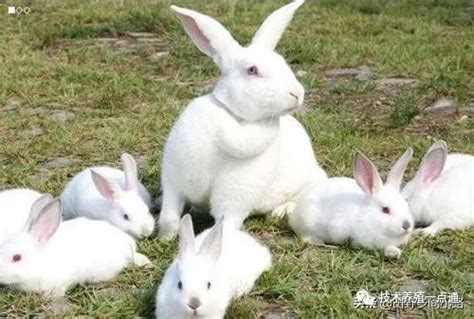 公兔会追着母兔跑以生殖器官区分公母(怎么样辨别兔子公母)_在学网