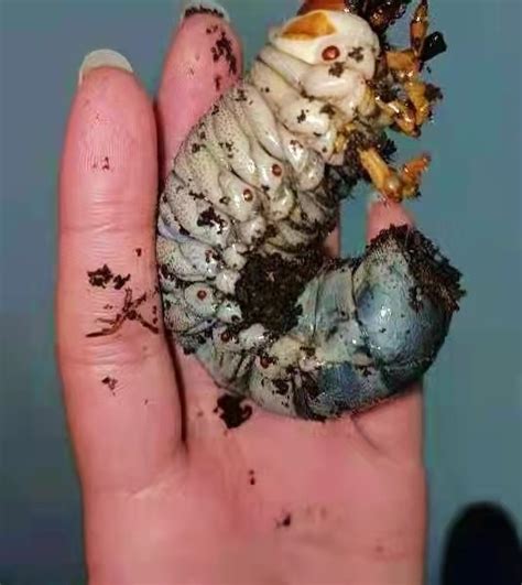 中国最大甲虫阳彩臂金龟幼虫在青城山野外被发现