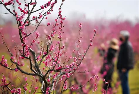 西安周边赏花踏青自驾游攻略- 西安本地宝