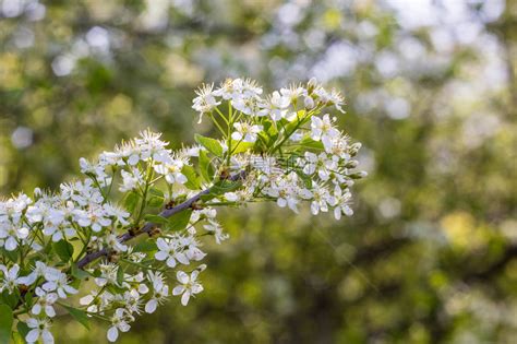 春天开花的树上的花白花高清图片下载-正版图片506461521-摄图网