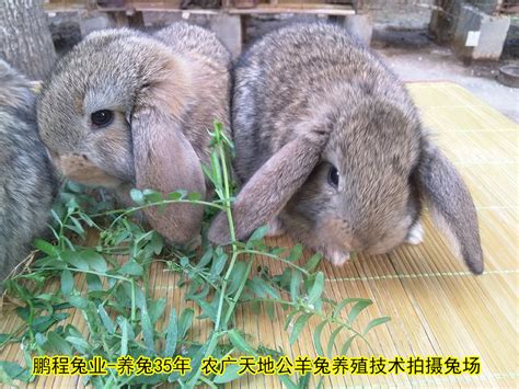 2016杂交肉兔多少钱一斤_种兔养殖基场_山东明義牧业