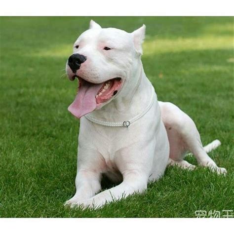 猎犬品种排名：阿根廷杜高，美国比特，卡斯罗三大猎犬-宠物王