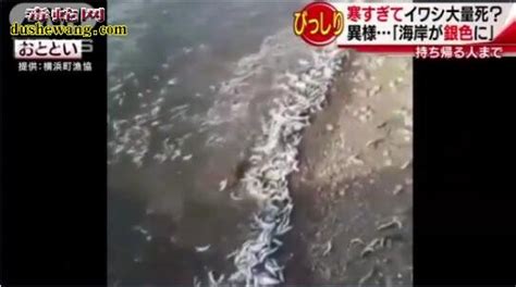 日本海岸鱼死尸遍布40公里！大量沙丁鱼死亡事件诡异！_奇闻异事_毒蛇网