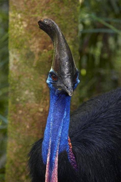 世界上最危险的十大鸟类（高清大图罕见纳帕海出现5种一级保护鸟类）