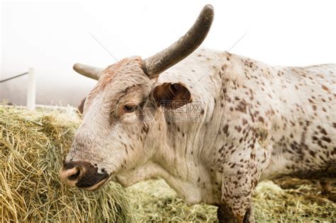 户外大草原上的一头大水牛草原上的一头大水牛荒野克鲁格高清图片下载-正版图片307724816-摄图网