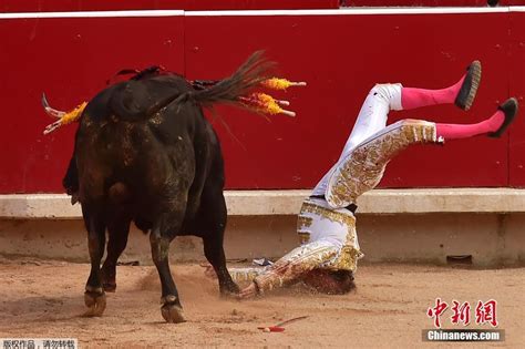 西班牙斗牛赛上演人牛大战 斗牛士被顶成“单手倒立”