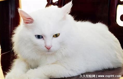 中华田园猫的品种花色介绍，4种最常见的中华田园猫图片介绍 — 久久经验网
