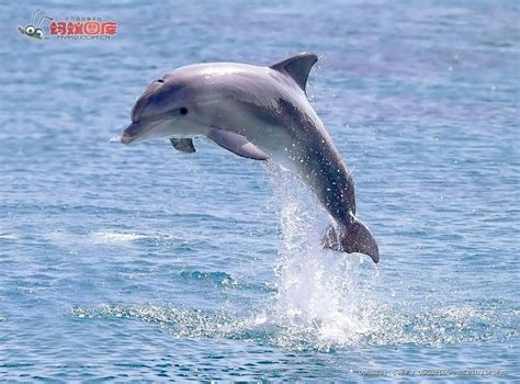 海豚竟有粉红色的！多只粉红海豚现身湛江，其一生居然有多次变色|海豚|粉红色|中华白海豚_新浪新闻