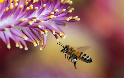 为什么蜜蜂的针会进化成连着肠子？其生物学意义是什么？
