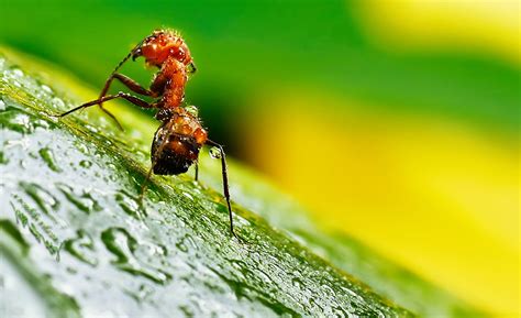 【蚂蚁摄影图片】生态摄影_太平洋电脑网摄影部落