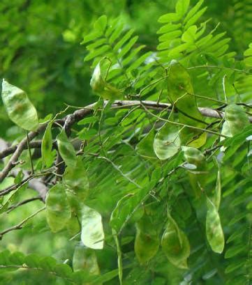 黄檀树种子要种多长时间出苗-绿宝园林网