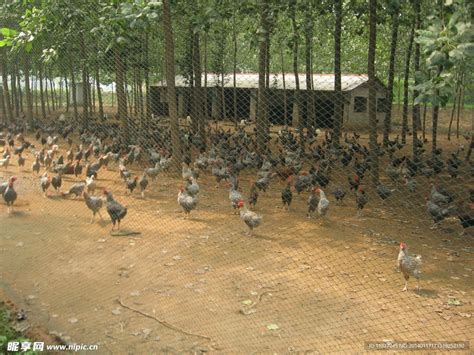 养殖场的家畜高清图片下载-正版图片600309526-摄图网