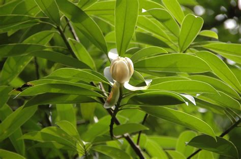 白蕊木莲Manglietia albistaminata-花卉图片网