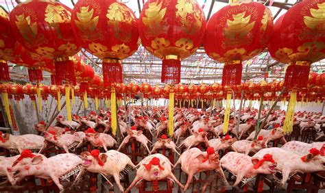 陈光标贵州毕节开个人演唱会 赠猪羊与拖拉机_视频中国_中国网