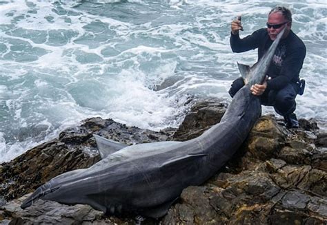 南非一渔民杀死大白鲨被判刑 - 神秘的地球 科学|自然|地理|探索