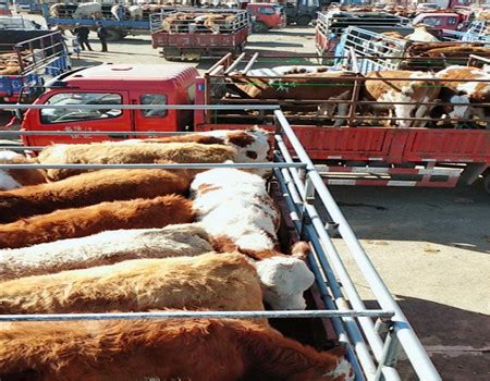 肉牛销售市场在哪里/肉牛犊价格怎么样_肉牛销售市场-小牛犊价格|牛苗价格|张北牛市场|