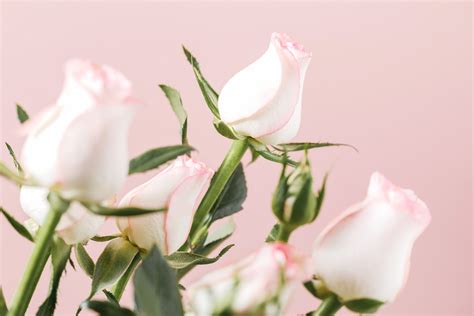探寻33朵玫瑰花的含义及象征意义 | 说明书网